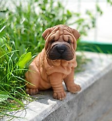 Hi-Line Gift Shar Pei Puppy Statue, 6.25-in