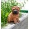 Show in main carousel: Hi-Line Gift Shar Pei Puppy Statue, 6.25-in slide 1 of 6