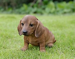Hi-Line Gift Brown Dachshund Sitting Statue, 5.51-in