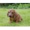 Show in main carousel: Hi-Line Gift Brown Dachshund Sitting Statue, 5.51-in slide 1 of 8