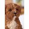 Show in main carousel: Hi-Line Gift Baby Cavapoo Statue, Chocolate, 5.91-in slide 6 of 8