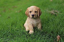 Hi-Line Gift Sitting Golden Retriever Puppy Statue, 6.5-in