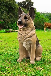 Hi-Line Gift German Shepherd Sitting Statue, 15.55-in