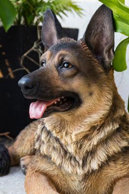 Show full view: Hi-Line Gift Lying Down German Shepherd Statue, 16.14-in slide 6 of 8