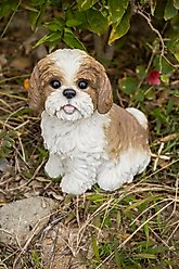 Hi-Line Gift Shih Tzu Sitting Statue, 10.63-in