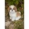 Show in main carousel: Hi-Line Gift Shih Tzu Sitting Statue, 10.63-in slide 1 of 7
