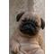 Show in main carousel: Hi-Line Gift Sleepy Pug Puppy Statue slide 7 of 9