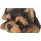Show in main carousel: Hi-Line Gift Yorkshire Terrier Puppy Sleeping Statue slide 8 of 8