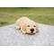 Show in main carousel: Hi-Line Gift Sleeping Labrador Puppy Statue slide 1 of 7