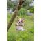 Show in main carousel: Hi-Line Gift Hanging Chihuahua Puppy Statue, 5.31-in slide 1 of 6