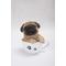 Show in main carousel: Hi-Line Gift Teacup Pug Puppy Statue, 5.75-in slide 2 of 7