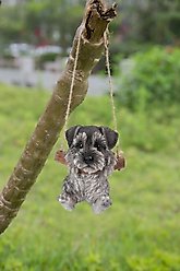Hi-Line Gift Hanging Schnauzer Puppy Statue, 5-in