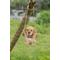 Show in main carousel: Hi-Line Gift Hanging Golden Retriever Puppy Statue, 5.5-in slide 1 of 6