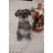 Show in main carousel: Hi-Line Gift Sitting Miniature Schnauzer Statue, 7.87-in slide 1 of 8