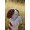 Show in main carousel: Hi-Line Gift Praying Cavalier King Charles Spaniel Puppy Statue, 8.66-in slide 7 of 8