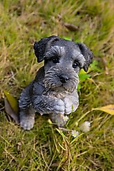 Hi-Line Gift Schnauzer Puppy Praying Statue, 8.35-in slide 2 of 7