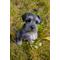 Show in main carousel: Hi-Line Gift Schnauzer Puppy Praying Statue, 8.35-in slide 7 of 8