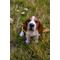 Show in main carousel: Hi-Line Gift Basset Hound Puppy Howling Statue, 6.42-in slide 7 of 8