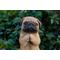 Show in main carousel: Hi-Line Gift Pug Puppy Praying Statue, 8.35-in slide 7 of 8