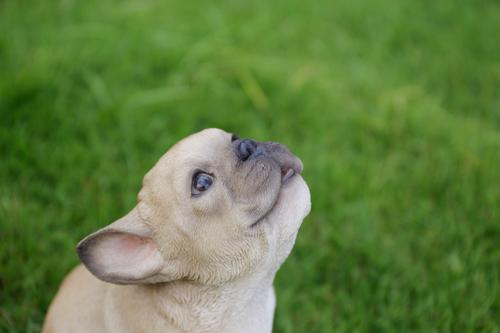 Show full view: Hi-Line Gift French Bulldog Puppy Howling Statue, 6.42-in slide 6 of 8