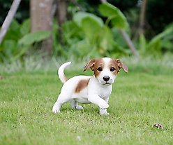 Hi-Line Gift Jack Puppy Playing Statue, 6.69-in