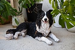 Hi-Line Gift Lying Down Border Collie Statue, 14.17-in