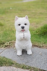 Hi-Line Gift Westie Puppy Playing Statue, 8.5-in