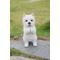 Show in main carousel: Hi-Line Gift Westie Puppy Playing Statue, 8.5-in slide 1 of 6