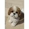 Show in main carousel: Hi-Line Gift Standing Shih Tzu Statue, Brown & White, 10.04-in slide 7 of 9