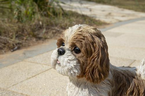 Show full view: Hi-Line Gift Standing Shih Tzu Statue, Brown & White, 10.04-in slide 6 of 9