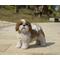 Show in main carousel: Hi-Line Gift Standing Shih Tzu Statue, Brown & White, 10.04-in slide 1 of 9