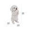 Show in main carousel: Hi-Line Gift Poodle Puppy Playing Statue, 8.5-in slide 7 of 7