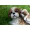 Show in main carousel: Hi-Line Gift Mother & Baby Shih Tzu Statue, 6.22-in slide 6 of 8