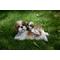 Show in main carousel: Hi-Line Gift Mother & Baby Shih Tzu Statue, 6.22-in slide 1 of 8