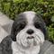 Show in main carousel: Hi-Line Gift Shih Tzu Statue, White & Brown, 11.02-in slide 6 of 8