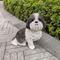 Show in main carousel: Hi-Line Gift Shih Tzu Statue, White & Brown, 11.02-in slide 1 of 8