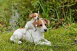 Hi-Line Gift Mother & Baby Jack Russell Statue, 7.48-in