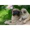 Show in main carousel: Hi-Line Gift Mother & Baby Pugs Statue, 6.1-in slide 6 of 8
