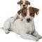 Show in main carousel: Hi-Line Gift Mother & Baby Jack Russell Statue, 7.48-in slide 2 of 8