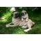 Show in main carousel: Hi-Line Gift Mother & Baby Pugs Statue, 6.1-in slide 1 of 8