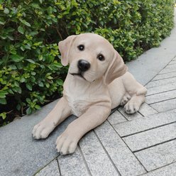 Hi-Line Gift Lying Yellow Labrador Figurine, 8.86-in