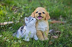 Hi-Line Gift Golden Retriever & Kitten Statue, 7.09-in