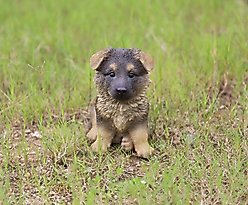 Hi-Line Gift German Shepherd Puppy Statue, 7-in