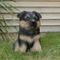 Show in main carousel: Hi-Line Gift German Shepherd Puppy Statue, 10.43-in slide 1 of 8