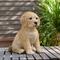 Show in main carousel: Hi-Line Gift Golden Retreiver Puppy Statue, 10.43-in slide 1 of 9