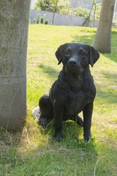 Hi-Line Gift Noble Black Labrador Sitting Statue, 21.25-in