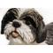 Show in main carousel: Hi-Line Gift Shih Tzu Lying Down Statue, 7.48-in slide 7 of 7