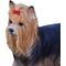 Show in main carousel: Hi-Line Gift Yorkshire Terrier Statue, 9.5-in slide 6 of 6