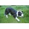 Show in main carousel: Hi-Line Gift Dog-Border Collie Statue, 13-in slide 1 of 8