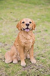 Hi-Line Gift Sitting Golden Retriever Statue, 14-in